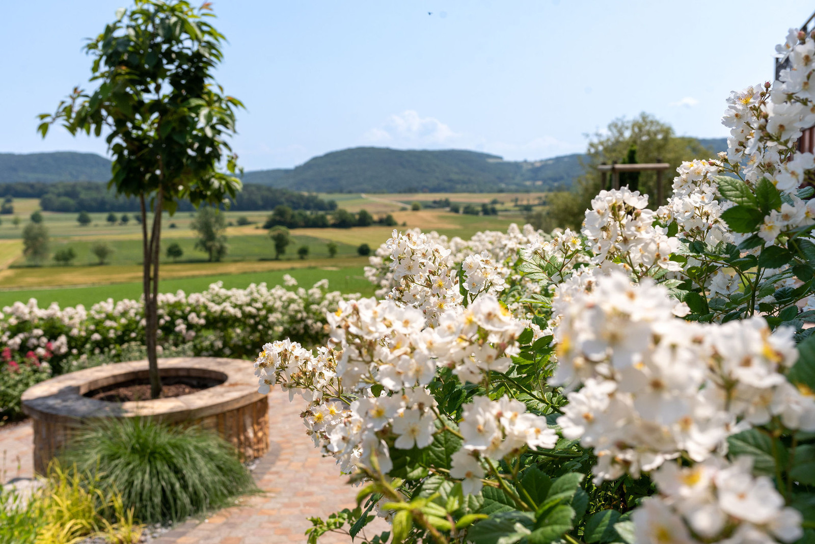 Rosen mit Blick über den Klettgau
