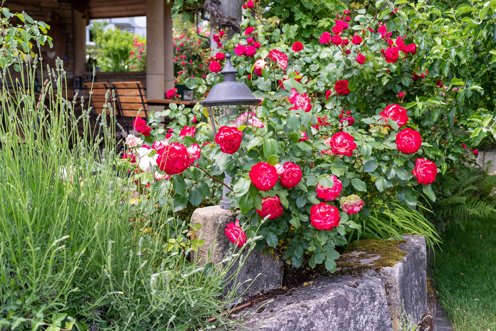 Rosen an der Gartenlaterne