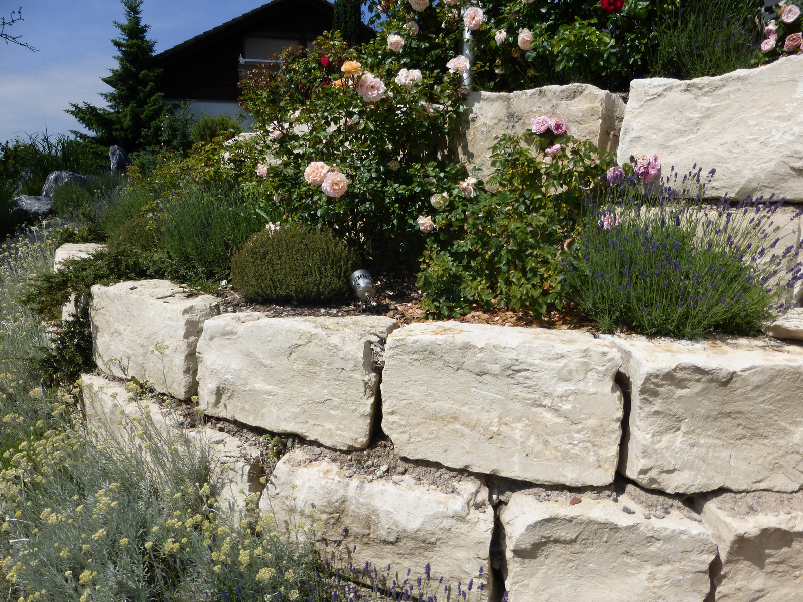 Blocksteinmauer mit Rosen und Lavendel