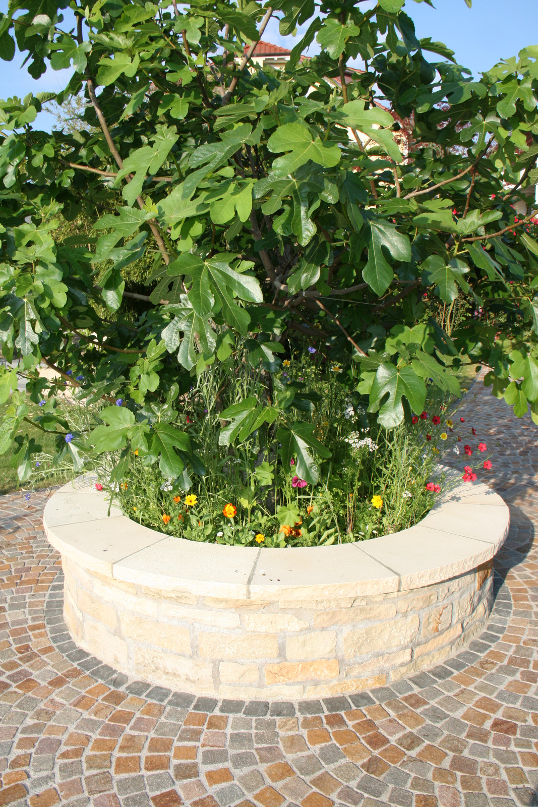 Rundes Hochbeet aus Naturstein mit Feigenbaum