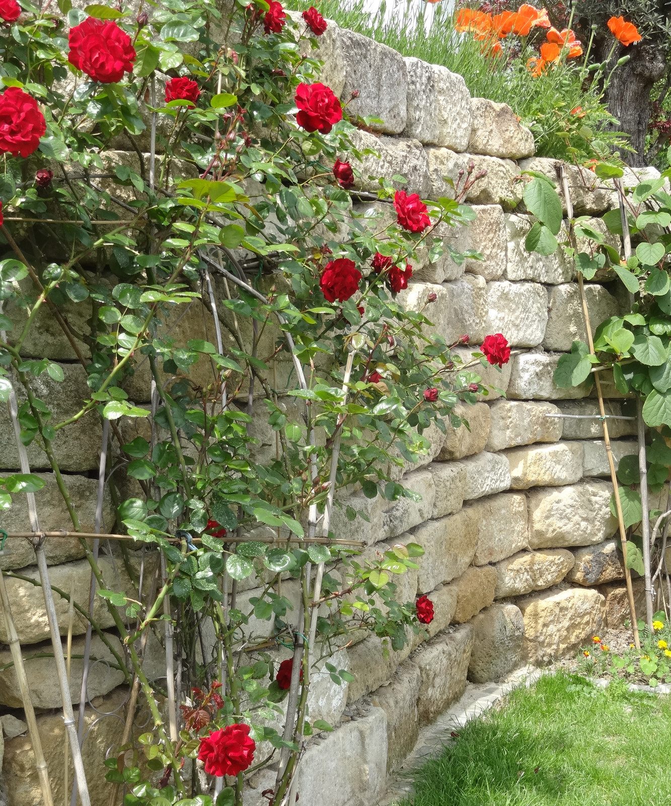 Natursteinmauer mit Kletterrosen