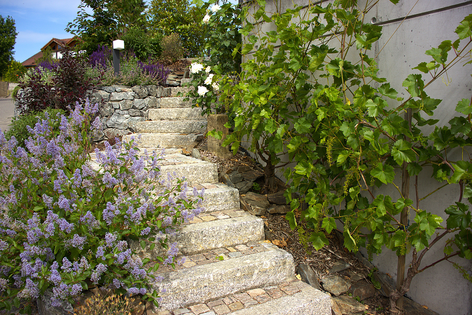 Natursteintreppe mit Lavendel und Weinrebe