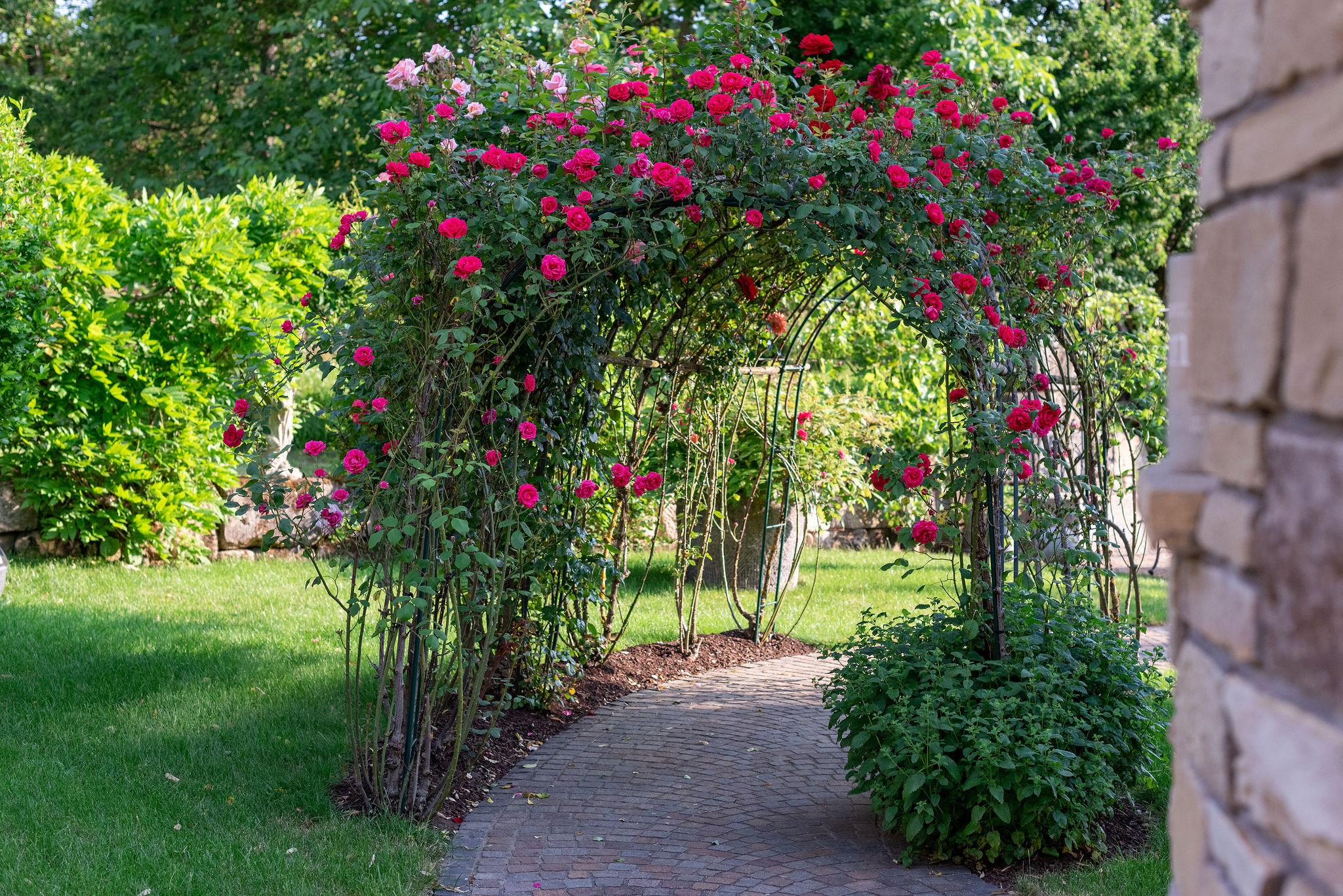 Rosenbogen im Schaugarten