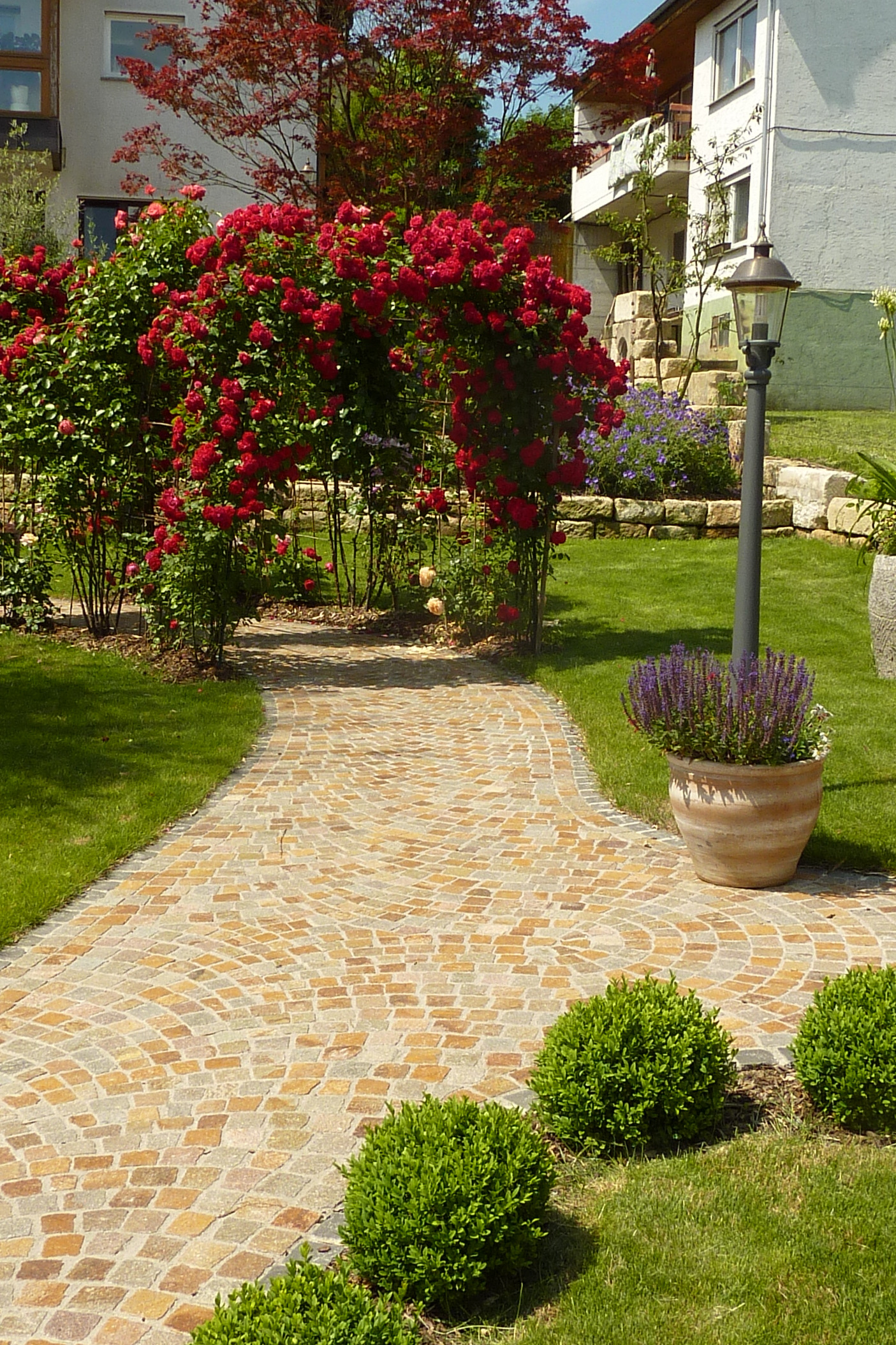 Gepflasterter Gartenweg zwischen Rosen